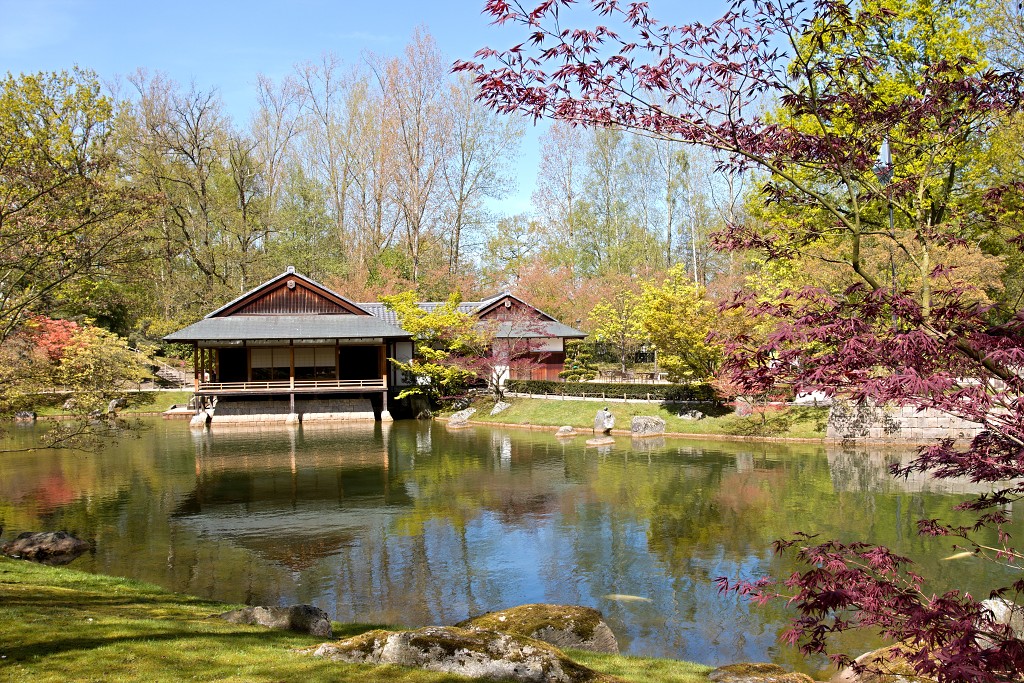 Japanse tuin belgie hasselt koivissen gele Iris ensata koi Cyprinus carpio lente bloesem kersenbloesem voorjaar